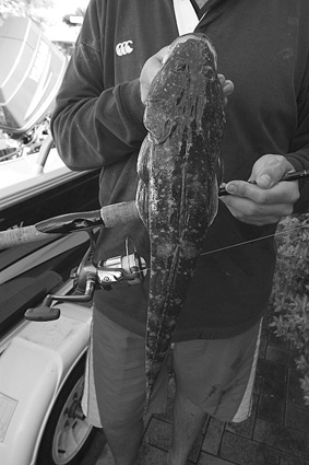Flathead like this are available through August in the Southern Bay.